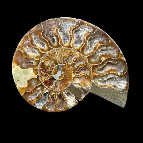 Amonit Cleoniceras besairiei (leštěná půlka) 13,2cm – Madagaskar