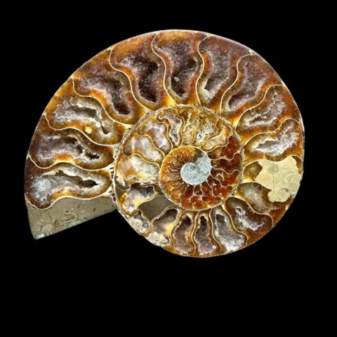 Amonit Cleoniceras besairiei (leštěná půlka) 13,5cm – Madagaskar