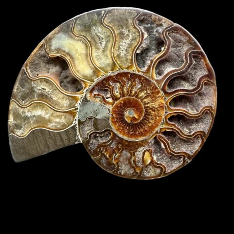 Amonit Cleoniceras besairiei (leštěná půlka) 15cm – Madagaskar