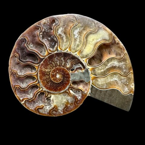 Amonit Cleoniceras besairiei (leštěná půlka) 14,6cm – Madagaskar