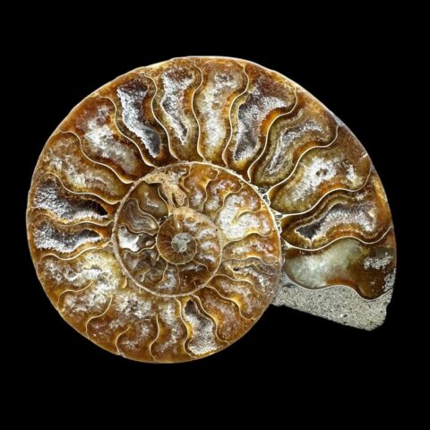 Amonit Cleoniceras besairiei (leštěná půlka) 10,9cm – Madagaskar
