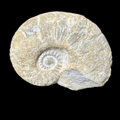 Amonit 10,7cm – Maroko