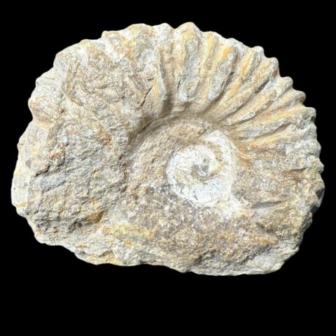 Amonit 9,5cm – Maroko