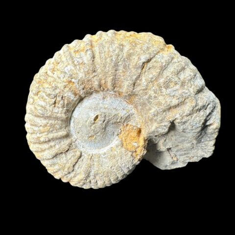 Amonit 6,2cm – Maroko