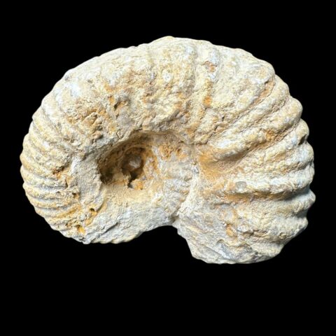 Amonit 7,5cm – Maroko