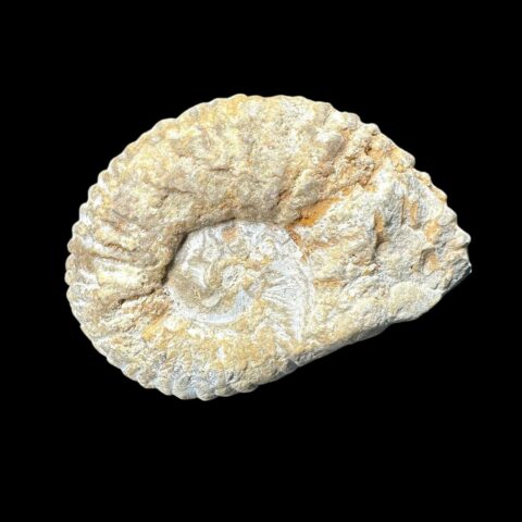 Amonit 6,1cm – Maroko
