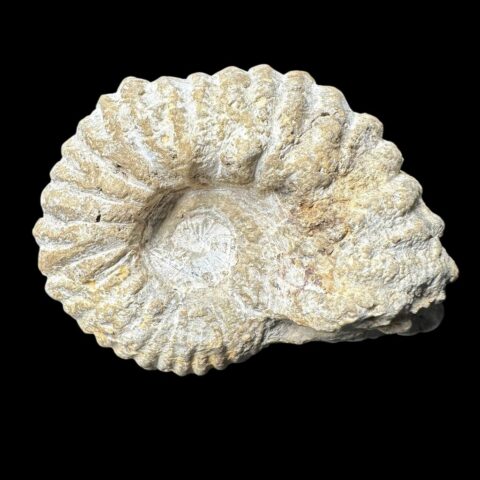 Amonit 8,8cm – Maroko