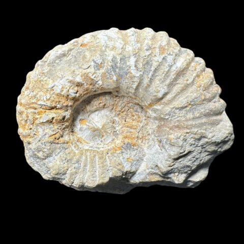 Amonit 7,3cm – Maroko