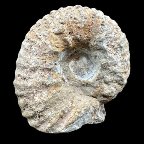 Amonit 7cm – Maroko