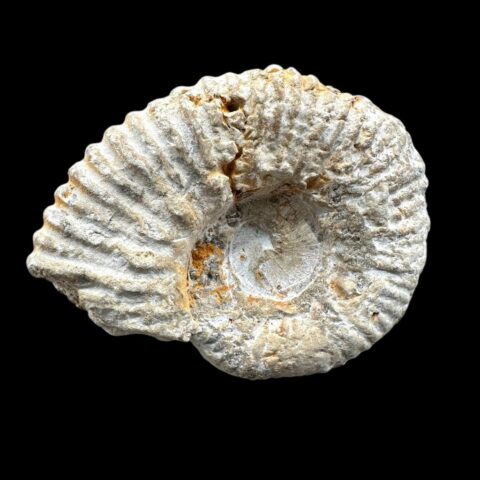 Amonit 7,4cm – Maroko