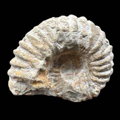 Amonit 8cm – Maroko