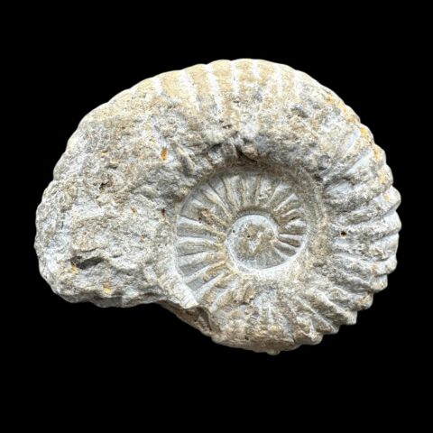 Amonit 7,4cm – Maroko