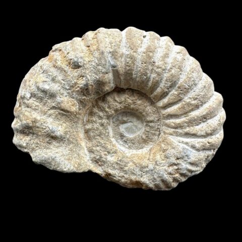 Amonit 8,7cm – Maroko