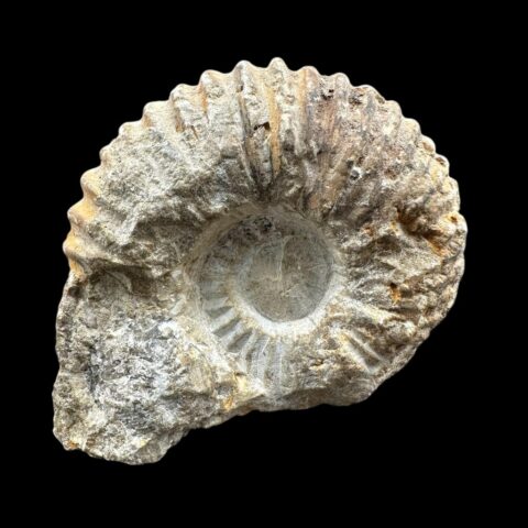Amonit 5,8cm – Maroko
