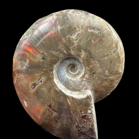 Amonit Cleoniceras besairiei (opalizující) 12cm – Madagaskar