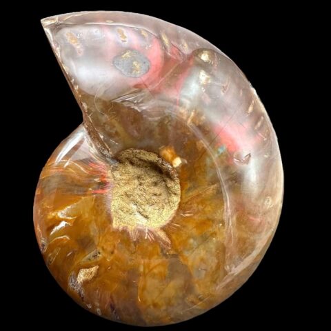 Amonit Cleoniceras besairiei (opalizující) 11,1cm – Madagaskar