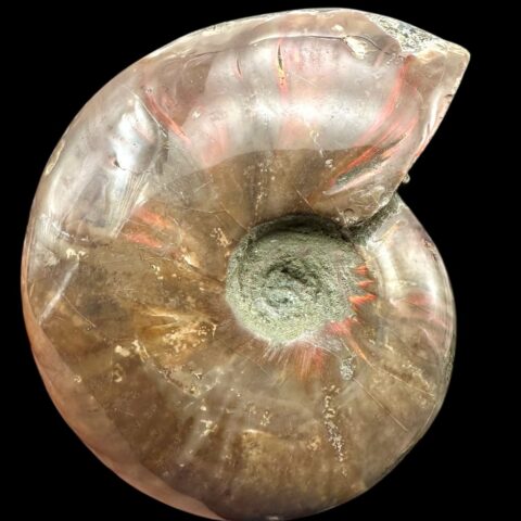 Amonit Cleoniceras besairiei (opalizující) 12,6cm – Madagaskar