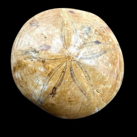 Fosilní ježovka Scutella 6,1cm – Madagaskar