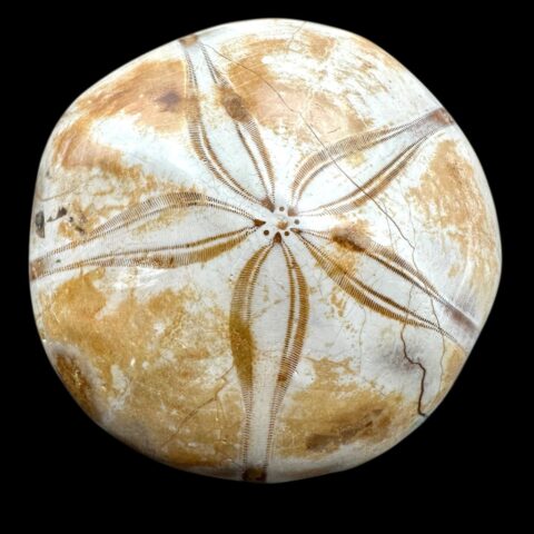 Fosilní ježovka Scutella 6,4cm – Madagaskar