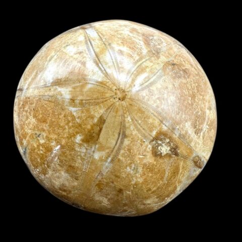 Fosilní ježovka Scutella 6,1cm – Madagaskar