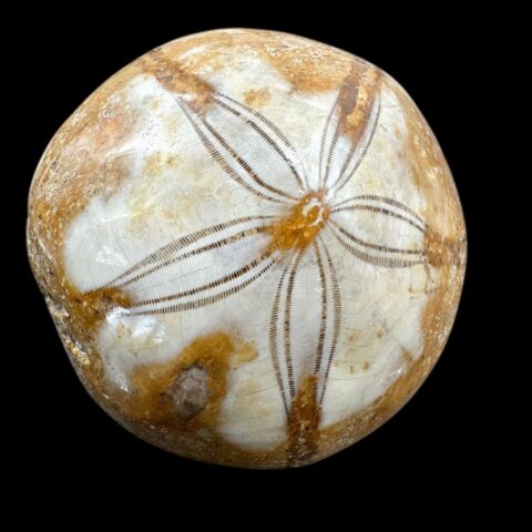 Fosilní ježovka Scutella 5,6cm – Madagaskar