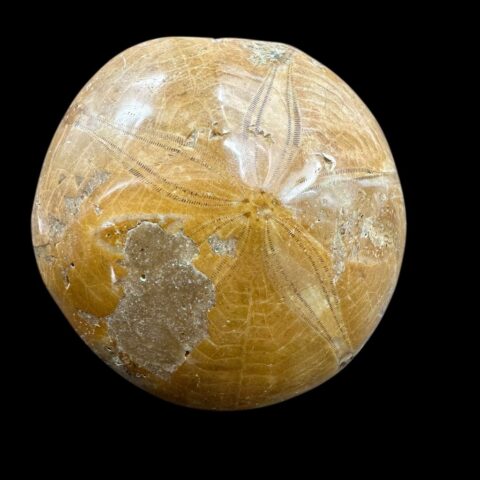 Fosilní ježovka Scutella 5,7cm – Madagaskar