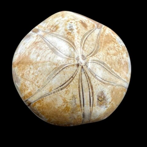 Fosilní ježovka Scutella 6,7cm – Madagaskar
