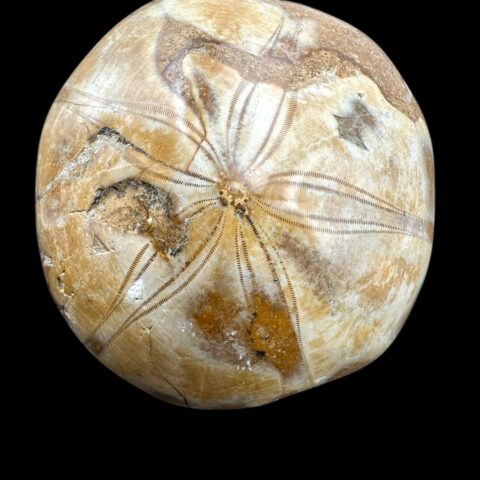 Fosilní ježovka Scutella 6,2cm – Madagaskar