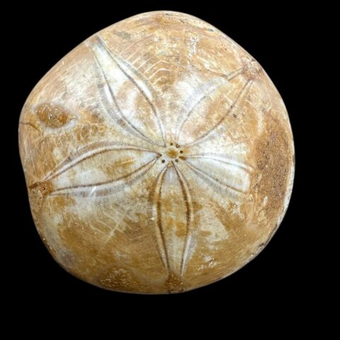Fosilní ježovka Scutella 6,6cm – Madagaskar