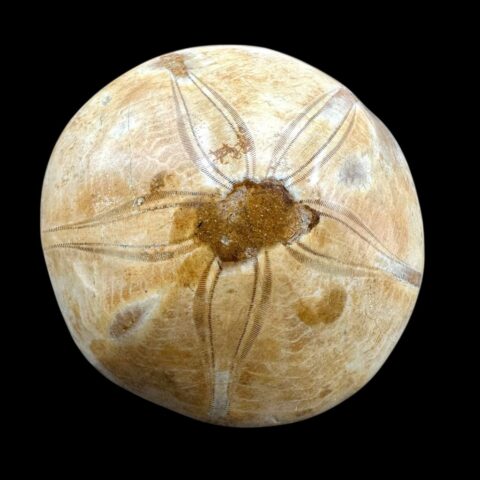 Fosilní ježovka Scutella 7,1cm – Madagaskar