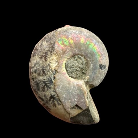 Amonit Cleoniceras besairiei (opalizující) 2,4cm – Madagaskar