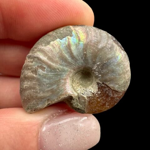 Amonit Cleoniceras besairiei (opalizující) 2,8cm – Madagaskar