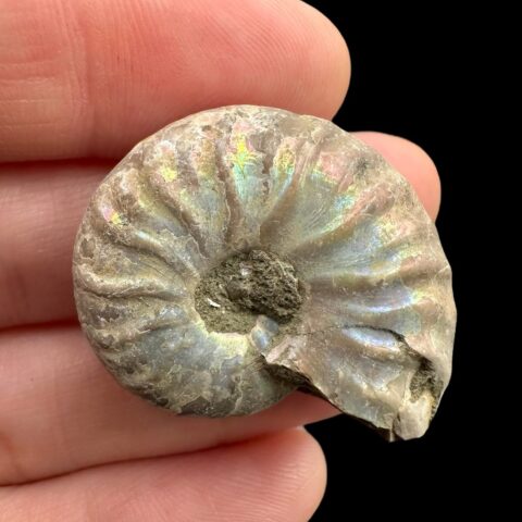 Amonit Cleoniceras besairiei (opalizující) 2,9cm – Madagaskar