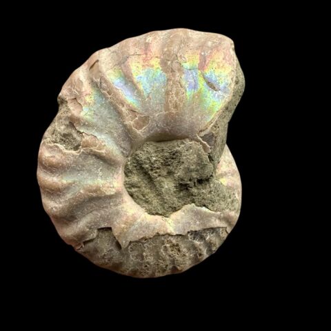 Amonit Cleoniceras besairiei (opalizující) 2,8cm – Madagaskar