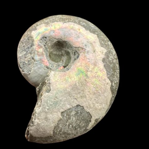 Amonit Cleoniceras besairiei (opalizující) 3,4cm – Madagaskar