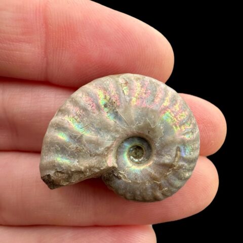 Amonit Cleoniceras besairiei (opalizující) 2,5cm – Madagaskar