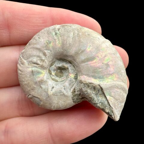 Amonit Cleoniceras besairiei (opalizující) 3,9cm – Madagaskar