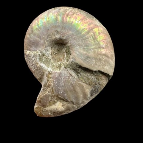 Amonit Cleoniceras besairiei (opalizující) 2,6cm – Madagaskar