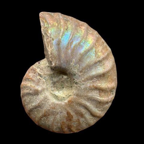 Amonit Cleoniceras besairiei (opalizující) 3,2cm – Madagaskar