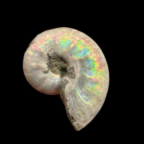 Amonit Cleoniceras besairiei (opalizující) 2,5cm – Madagaskar