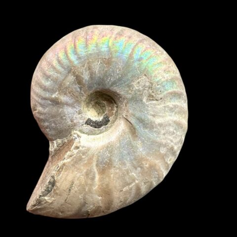 Amonit Cleoniceras besairiei (opalizující) 4,2cm – Madagaskar