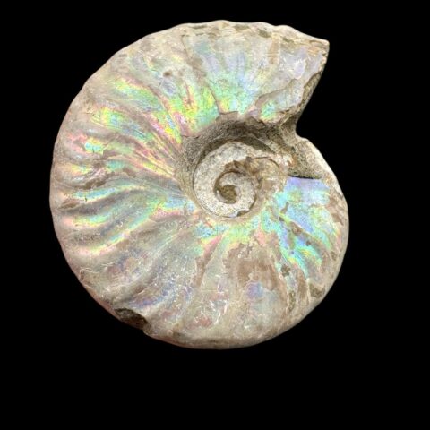 Amonit Cleoniceras besairiei (opalizující) 3,9cm – Madagaskar