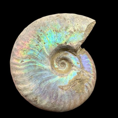 Amonit Cleoniceras besairiei (opalizující) 5cm – Madagaskar