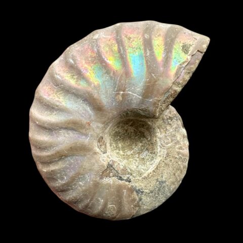 Amonit Cleoniceras besairiei (opalizující) 3,9cm – Madagaskar