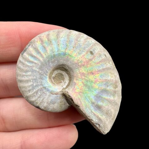 Amonit Cleoniceras besairiei (opalizující) 3,9cm – Madagaskar