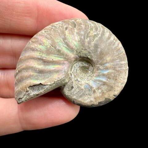 Amonit Cleoniceras besairiei (opalizující) 3,9cm – Madagaskar