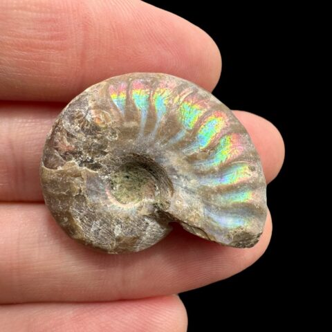 Amonit Cleoniceras besairiei (opalizující) 2,8cm – Madagaskar