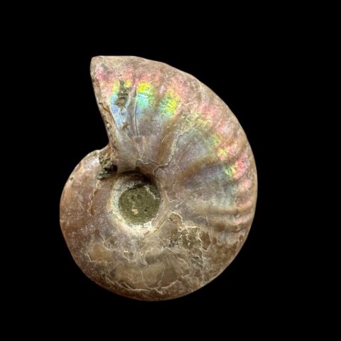 Amonit Cleoniceras besairiei (opalizující) 2,1cm – Madagaskar