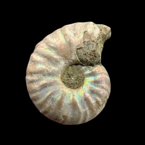 Amonit Cleoniceras besairiei (opalizující) 2,3cm – Madagaskar