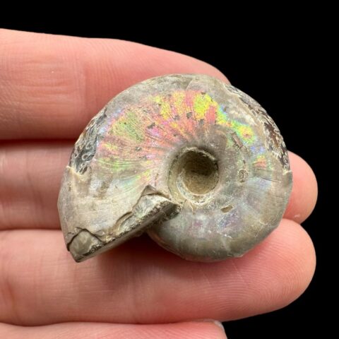 Amonit Cleoniceras besairiei (opalizující) 2,8cm – Madagaskar